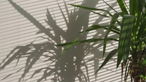 Zimmerpflanze,-Die-Einen-Schatten-An-Die-Wand-Wirft
