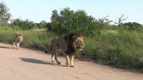 Stolz-Auf-Afrikanische-Löwen,-Die-Auf-Staubiger-Straße-Durch-Savannengrasland-Gehen