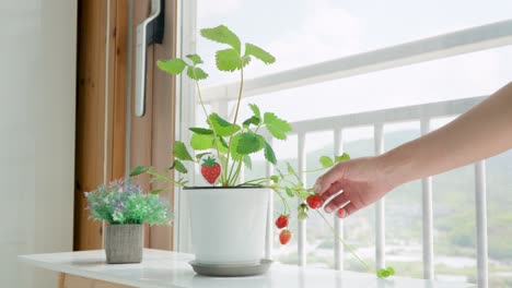 Hand-Berührt-Erdbeerpflanze-In-Einem-Topf-Drinnen---Weitschuss