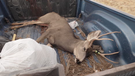 Legal-buck-kill-is-transported-on-the-highway-in-the-bed-of-the-truck-to-be-processed