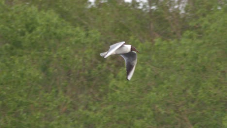 View-Of-Black-headed-Gull-Flying-Against-The-Green-Trees---slow-motion