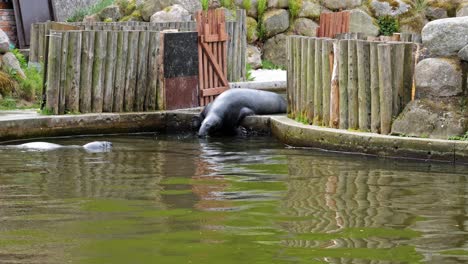 Grey-Seal-Going-Into-The-Water-In-The-Zoo---slow-motion