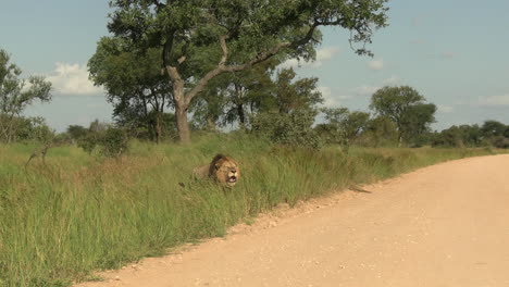 Afrikanischer-Löwe,-Der-Auf-Einer-Staubigen-Straße-Aus-Dem-Grasland-Herausgeht-Und-Laut-Brüllt