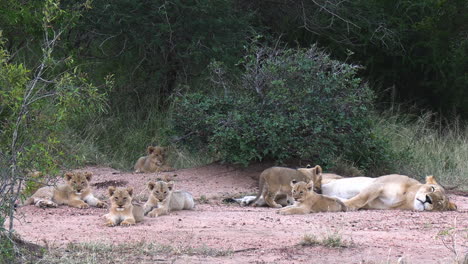 Lioness-and-Cubs-in-Wilderness-of-African-Savanna