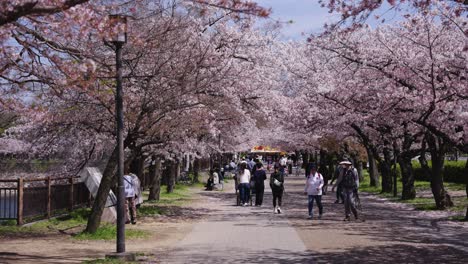 People-enjoying-sakura-hanami-event-at-Osaka-castle-path,-Pan-to-the-right