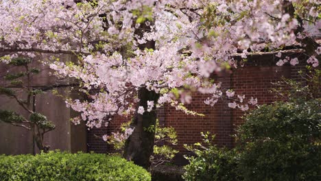 Shot-of-cherry-blossoms-are-fluttering-in-the-soft-breeze-in-the-garden-at-daytime