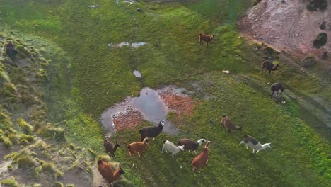 Aerial-drone-forwarding-moving-shot-of-a-herd-of-llamas-and-lambs-along-green-grazing-field-at-daytime-in-Bolivia,-South-America