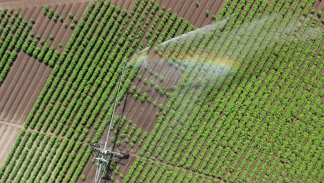 Aerial-top-down,-center-pivot-irrigation-end-gun-watering-farm-crops,-rainbow-forming