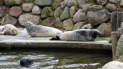 Grey-Seals-Resting-On-A-Stone-Slab-In-Zoo---wide,-slow-motion