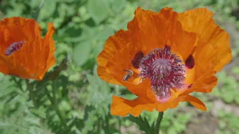 A-Group-Of-Bees-Busily-Collecting-Nectar-From-Poppy-Plant,-Slow-Motion