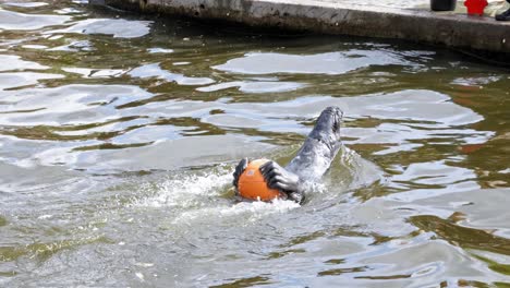 Entzückende-Kegelrobbe,-Die-Einen-Orangefarbenen-Ball-Hält-Und-Rückenschwimmen-In-Einem-Pool-Im-Zoo-Macht