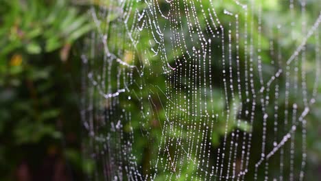 Hochwertige-Nahaufnahme-Eines-Regenperlenbesetzten-Spinnennetzes,-Das-Im-Wind-Flattert,-Mit-Geringer-Schärfentiefe-Und-Einem-Vorhang-Aus-üppigem-Grün-Im-Hintergrund
