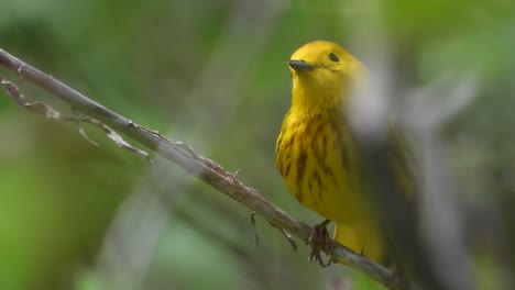 Extreme-closeup-male-Yellow-Warbler-on-branch-and-looks-around-before-flying-away