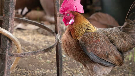 Close-up-the-head-of-a-Bantam-chicken-on-the-farm