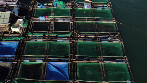 Fish-Trapped-In-Square-Cage-Swimming-In-Circles-In-A-Fishing-Farm-In-Vietnam