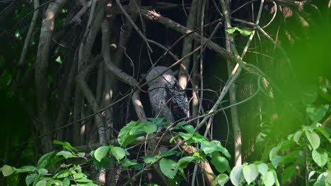 Man-Sieht,-Wie-Man-Tief-In-Den-Dichten-Dschungel-Schaut-Und-Sich-Dann-Nach-Links-Dreht,-Spot-bellied-Eagle-owl,-Bubo-Nipalensis,-Juvenile,-Kaeng-Krachan-National-Park,-Thailand