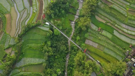 Paisaje-Aéreo-De-Arriba-Hacia-Abajo-De-La-Agricultura-Paisaje-Agrícola-En-Indonesia