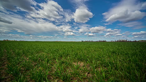 Static-shot-of-agricultural-field-of-young-green-wheat-against-the-blue-sky-and-white-clouds-passing-by-in-timelapse