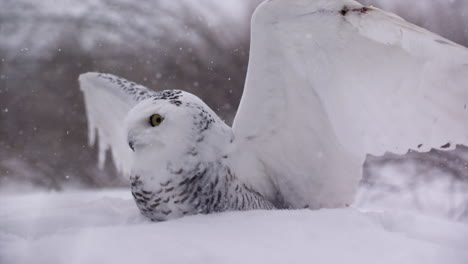 Slow-motion-snowy-owl-in-a-winter-landscape---Canadian-Tundra---Hunting-bird-of-prey