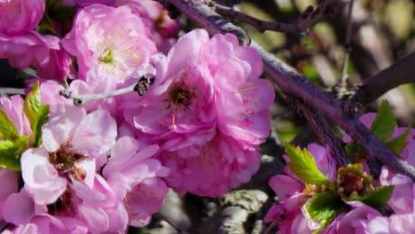 China-Tea-Rose-flowers-with-honeybees