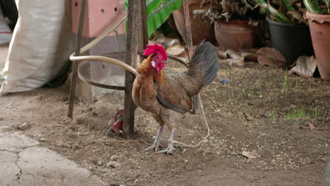 Pollo-Gallo-En-La-Granja