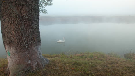 Lonely-Swan-in-a-small-misty-river-or-irrigation-channel