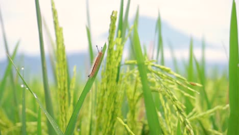 Wilde-Raupe,-Die-An-Windigen-Tagen-Auf-Dem-Blatt-Der-Reispflanze-Im-Grünen-Reisfeld-Ruht