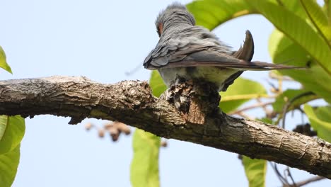 Grey-rumped-treeswift-in-tree-and-nest-