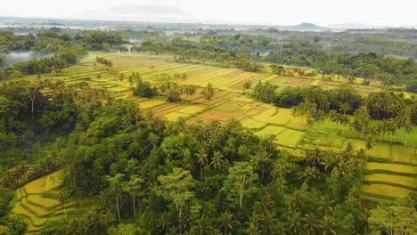 Beautiful-cinematic-Ubud,-Bali-drone-footage-with-exotic-rice-terrace,-small-farms-and-agroforestry-plantation