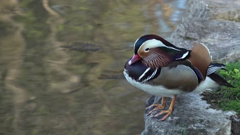 A-mandarin-duck-falling-asleep-at-the-edge-of-a-pond