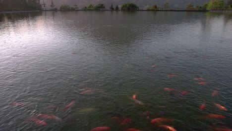 Goldener-Fisch-Auf-Dem-Großen-Teich