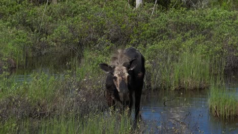 Wild-moose-eating-plants-from-flood-plain-in-wilderness