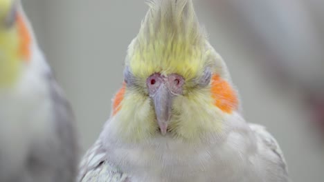 Close-Up-View-Of-A-Cockatiel's-Face
