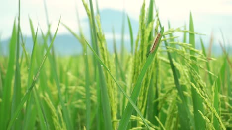 Wilde-Raupe,-Die-An-Windigen-Tagen-Auf-Dem-Blatt-Der-Reispflanze-Im-Grünen-Reisfeld-Ruht,-Nahaufnahme