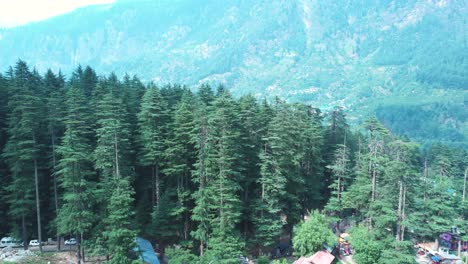 Aerial-shot-of-pine-tree-forest-of-Manali