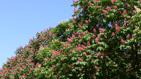 A-large-cluster-of-chestnut-trees-from-India,-with-pink-and-white-flowers