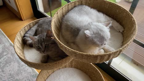 Schöne-Katzen-Züchten-Schottische-Chinchillas,-Die-Sich-Gerade-Auf-Ihren-Betten-Entspannen