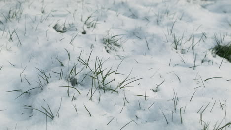 grass-covered-with-snow-in-spring