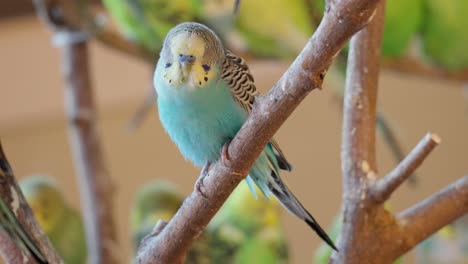 Close-Up-Of-Pale-Blue-Zebra-Parakeet-Sitting-On-Wood-In-The-Zoo