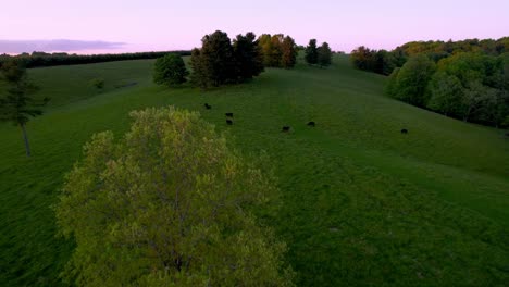 Antenne-über-Rinder-Und-Weiden-In-Der-Abenddämmerung-In-Der-Nähe-Von-Fancy-Gap-Virginia