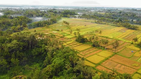 Bellas-Imágenes-Cinematográficas-De-Ubud,-Bali-Drone-Con-Exótica-Terraza-De-Arroz,-Pequeñas-Granjas-Y-Plantaciones-Agroforestales