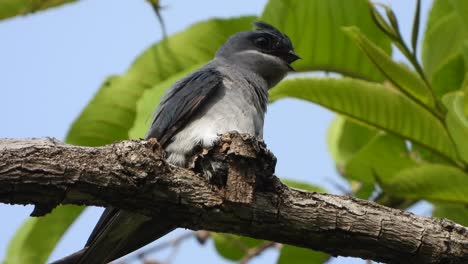 Grey-rumped-treeswift-in-nest-