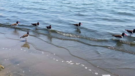 Meeresvögel-Am-Ufer.-Eurasischer-Austernfischer