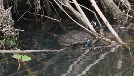 Japanische-Sumpfschildkröte-Im-Klaren-Wasser-Des-Yangjaecheon-Stroms-In-Seoul,-Südkorea