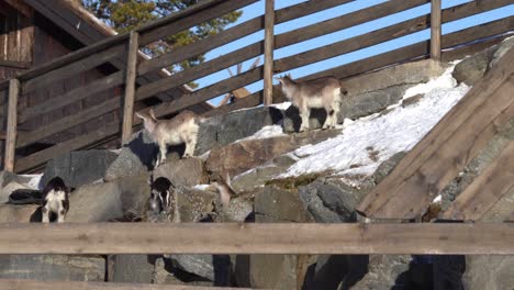Junge-Fröhliche-Und-Verspielte-Ziegen,-Die-Sich-Auf-Felsen-Außerhalb-Des-Holzzauns-Amüsieren---Sonniger-Wintertag-Auf-Der-Langedrag-Farm-Norwegen