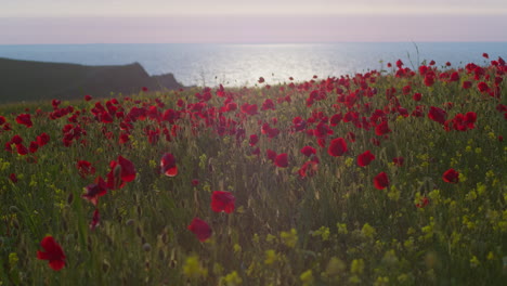 Red-Poppies-On-Coastal-Field-In-West-Pentire,-Cornwall,-United-Kingdom