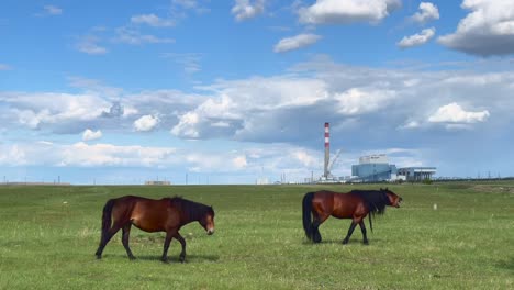 a-herd-of-horses-walk-on-the-grassland,-with-a-factory-in-the-background