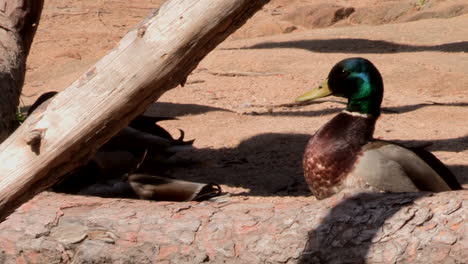 Mallard-ducks-resting-in-the-shade-of-a-log-on-a-sunny-day
