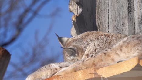 Lynx-doing-a-cleaning-session-outside-treetop-shed-while-laying-in-sun---Slow-motion-shallow-depth-from-Langedrag-Norway