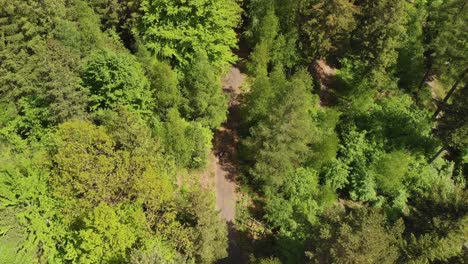 Aerial-top-down-shot-of-the-mountain-bike-rider-on-the-trail-in-the-woods